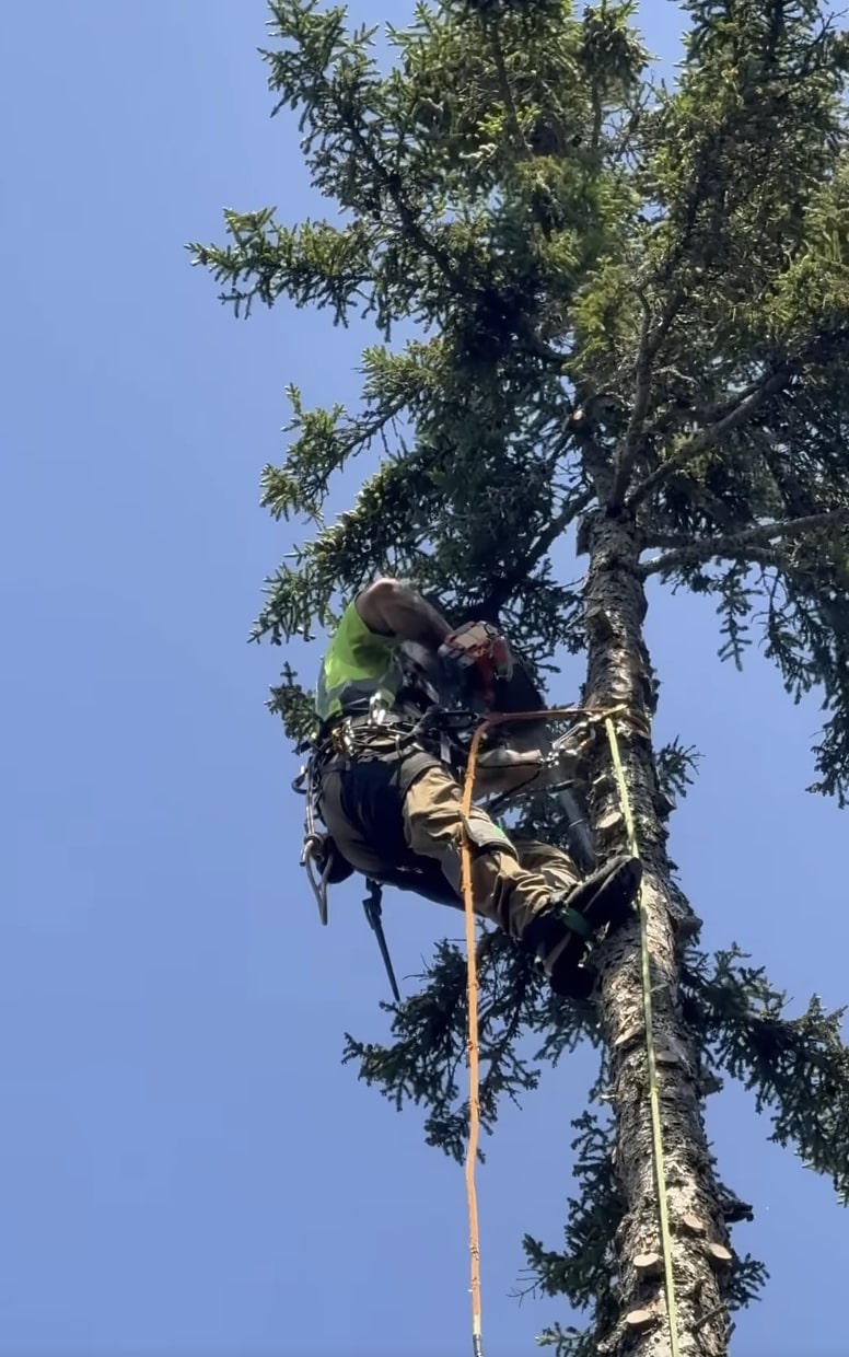 Professional arborist climbing tree in Federal Way, WA
