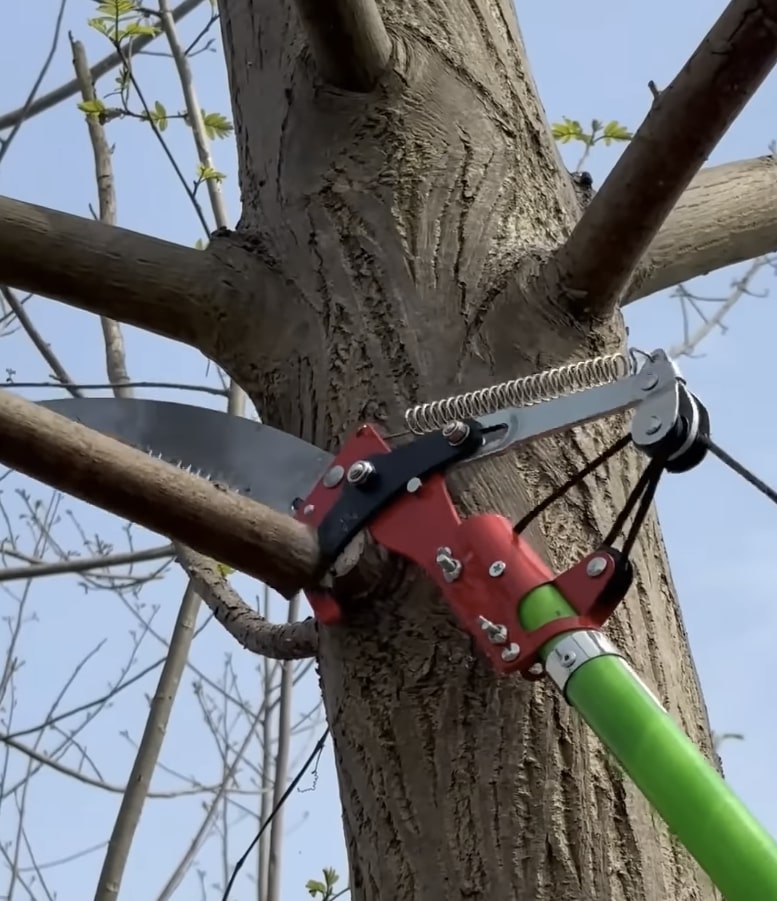 Tree trimming and pruning services in Federal Way