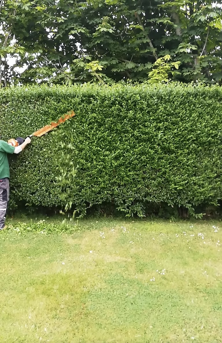 Precision Hedge Trimming by Federal Way Tree Services Professional hedge trimming and maintenance creating clean landscape lines