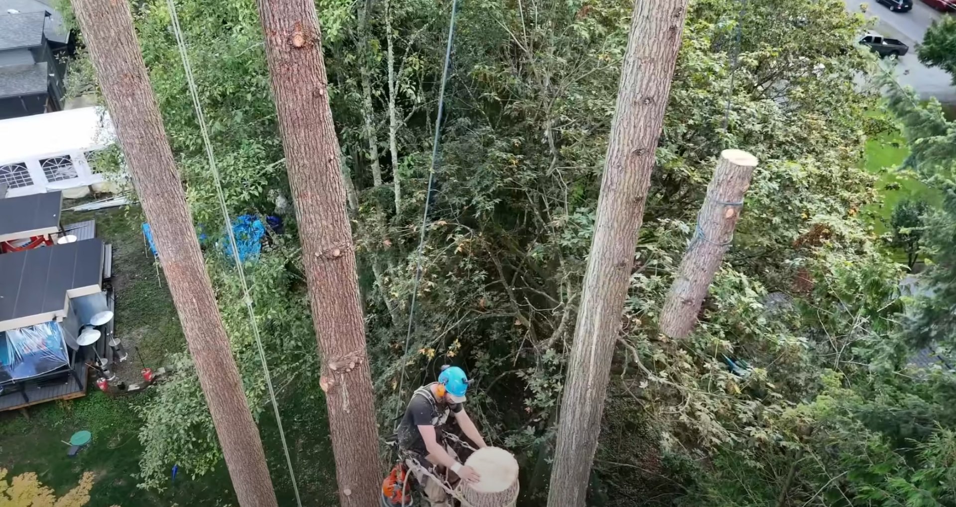 Professional arborist providing expert tree care advice and services Certified arborist working high in tree canopy performing professional tree care