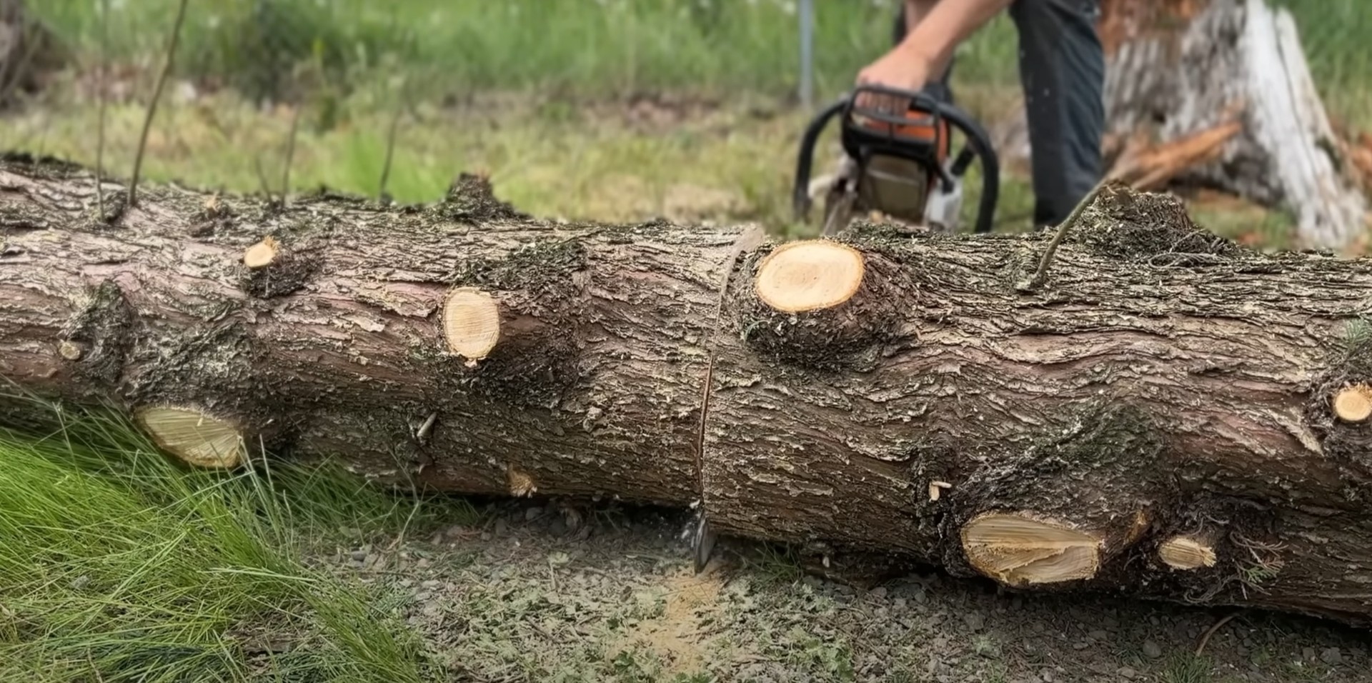 Professional stump grinding and removal services in Federal Way Professional stump grinding showing cut tree logs ready for removal