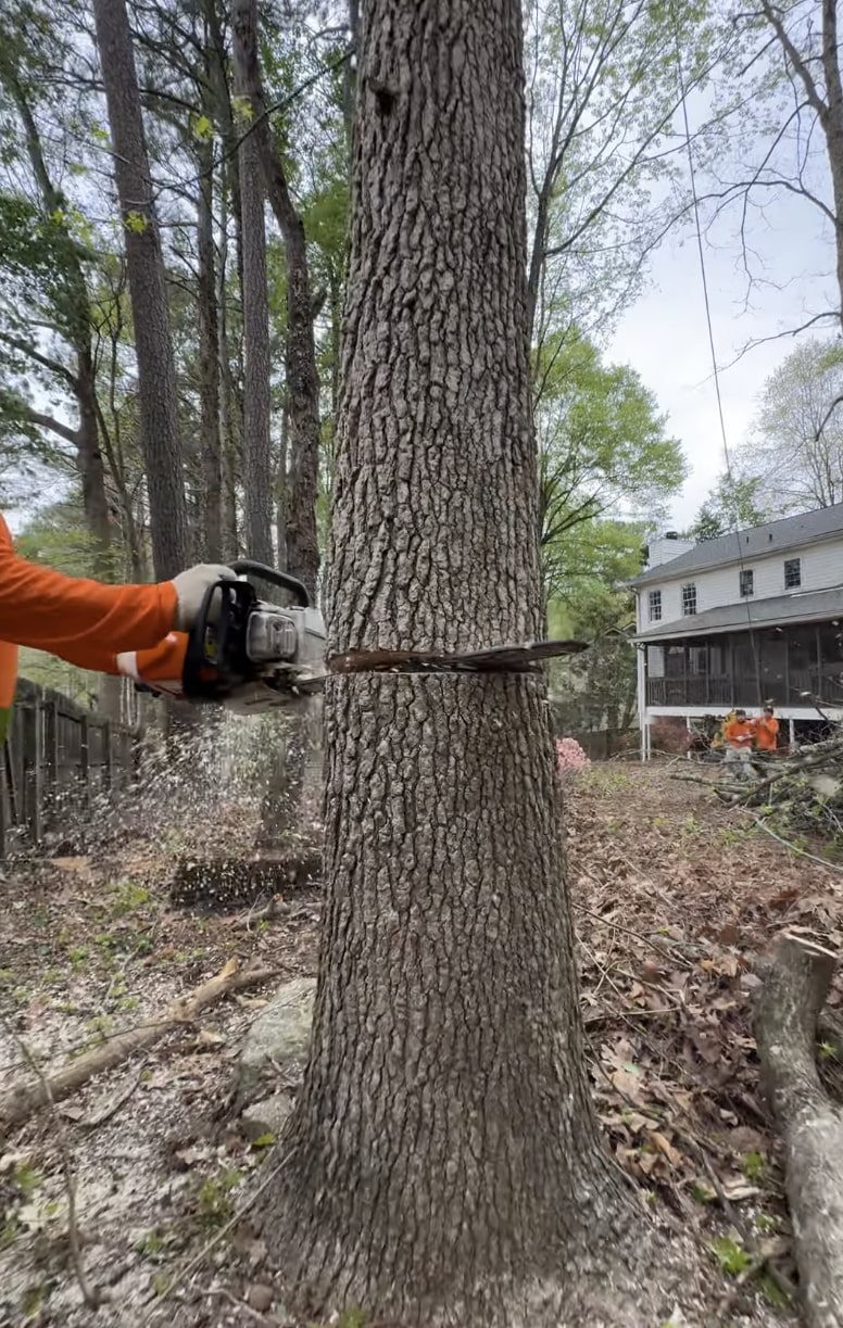 Expert Tree Removal Services - Federal Way Tree Services Professional tree removal using chainsaw on large oak tree in residential area