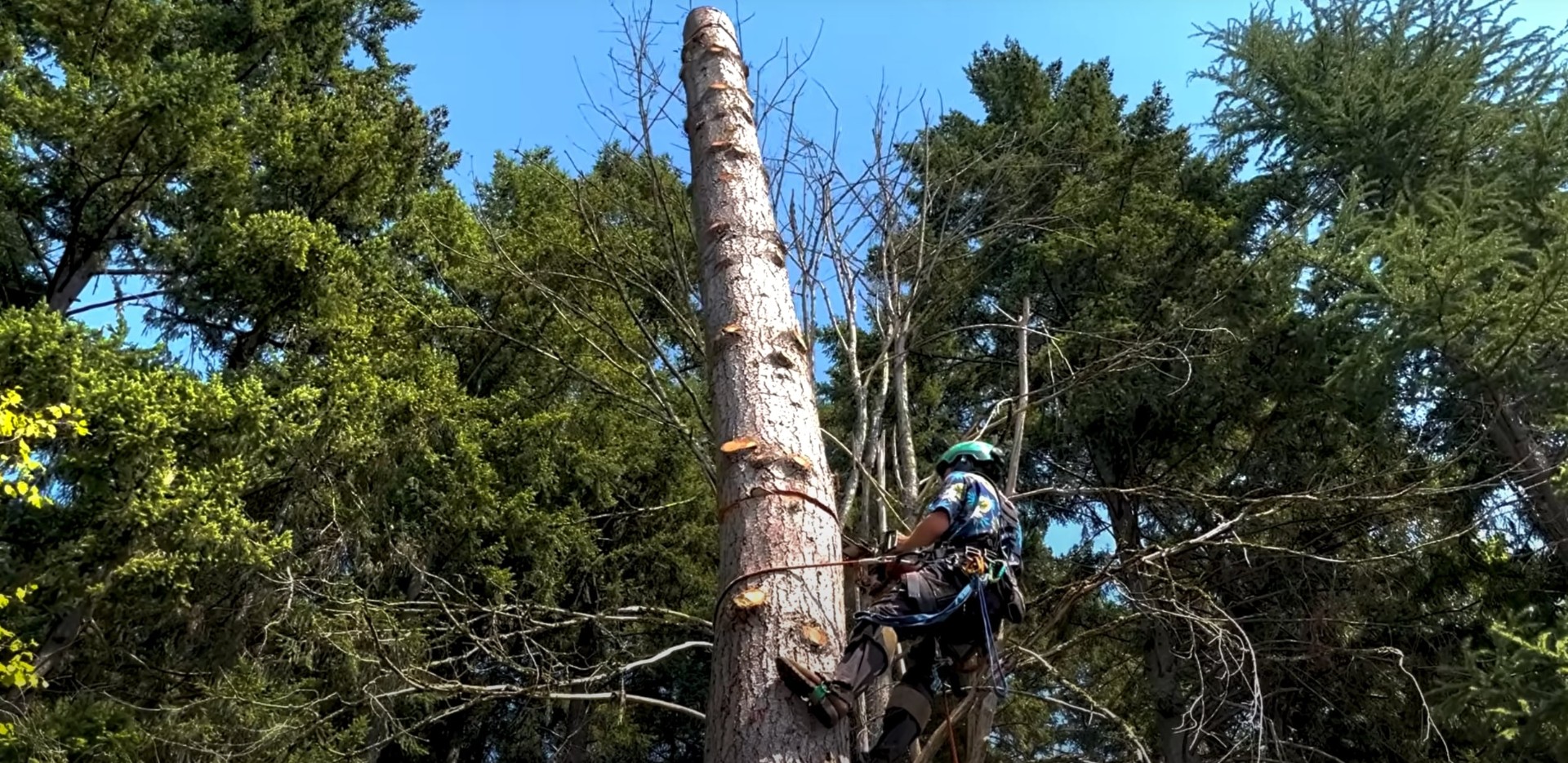 Certified Arborist Tree Care Services in Federal Way Certified arborist performing high tree work with safety equipment