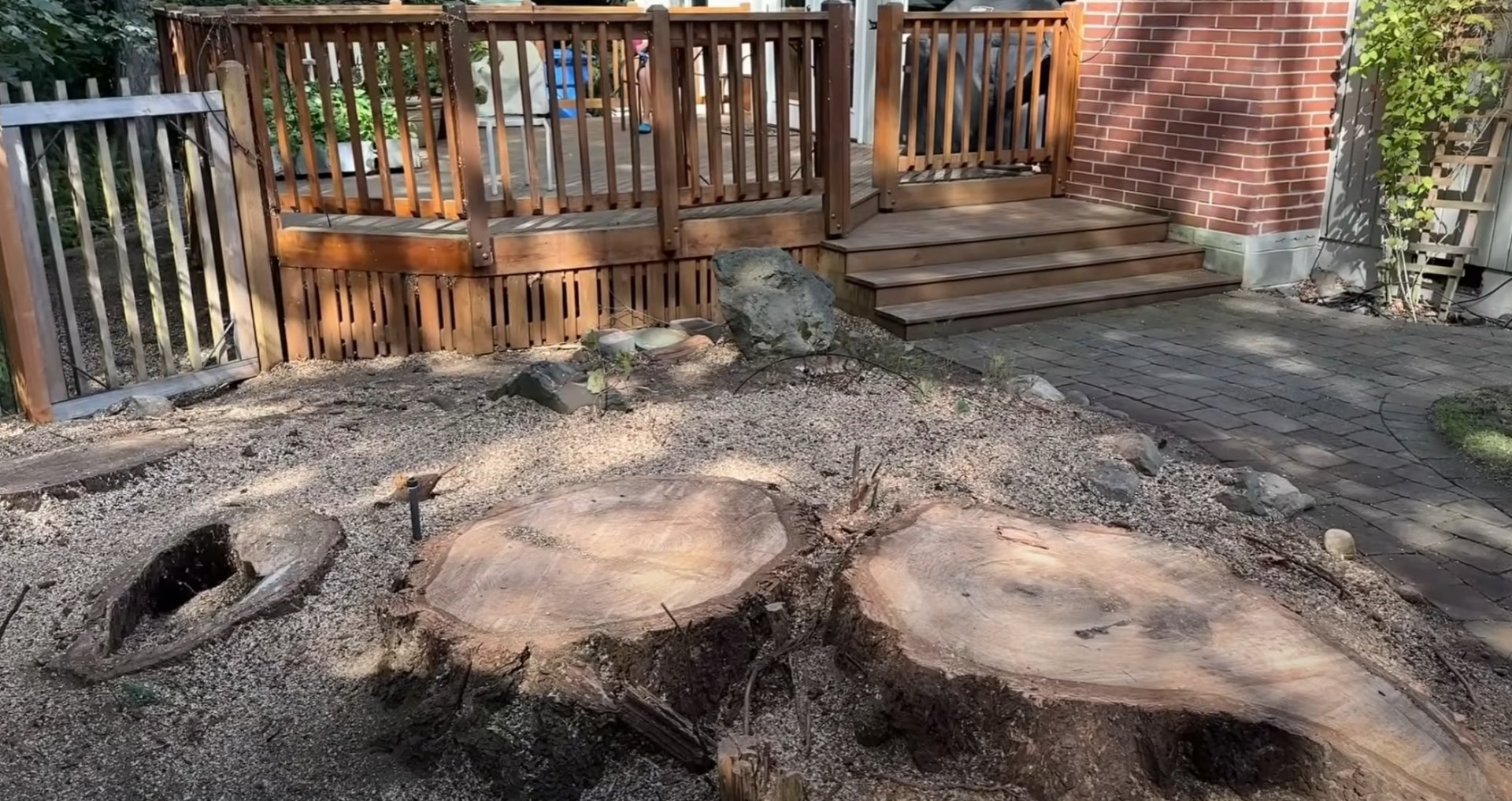 Complete Tree Removal and Stump Grinding Services Large tree stumps after professional tree removal in residential yard