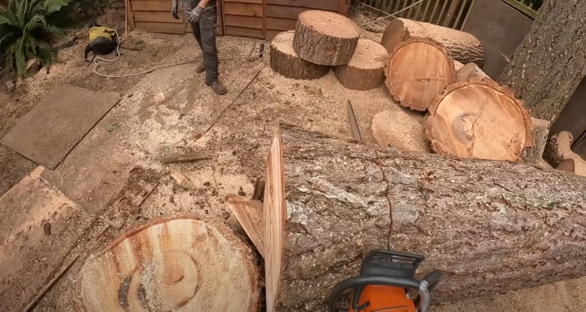 Quality tree service work demonstrating Federal Way Tree Services expertise Professional tree service work showing quality craftsmanship and attention to detail