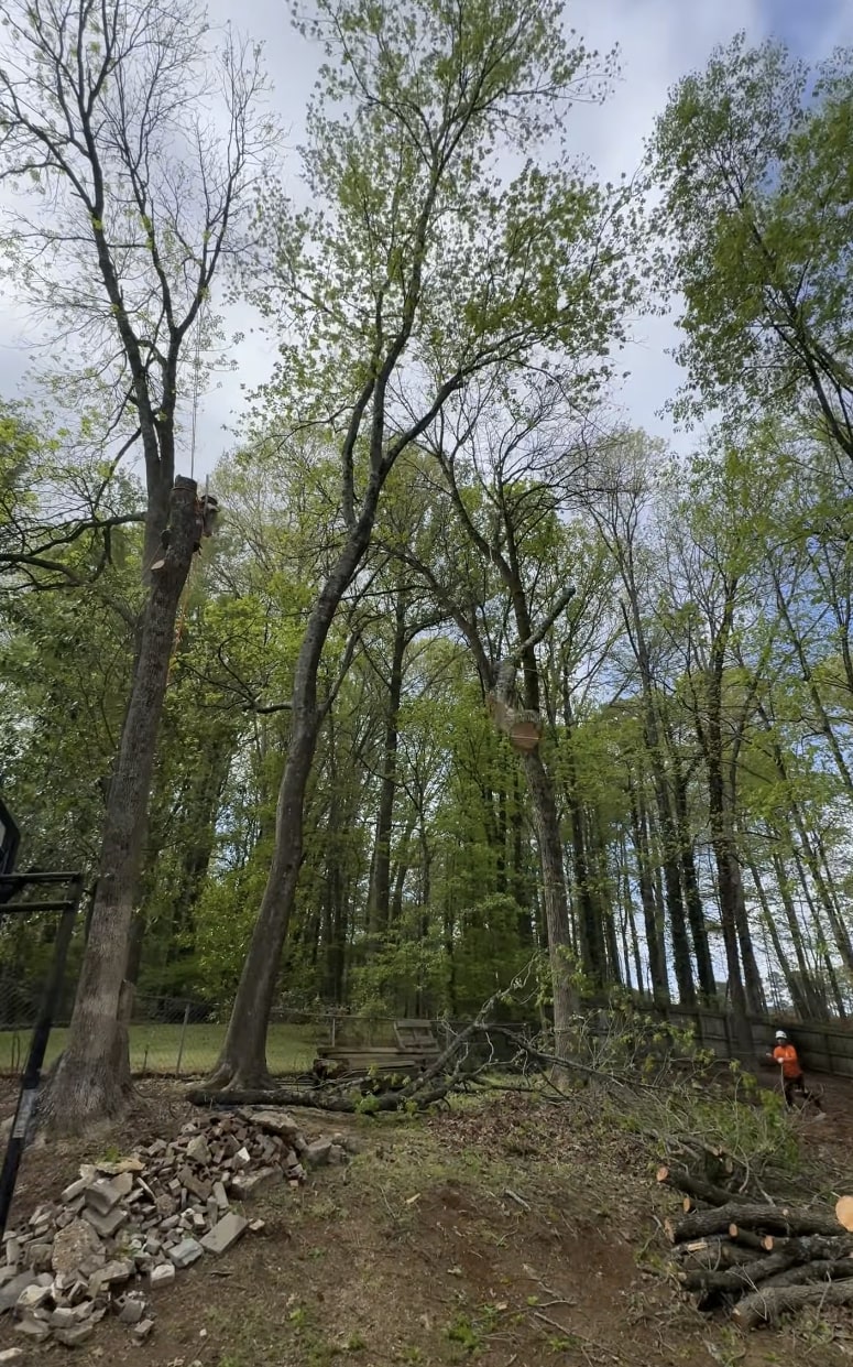 Expert tree removal services by Federal Way Tree Services Professional tree removal equipment and crew working on dangerous tree removal in Federal Way