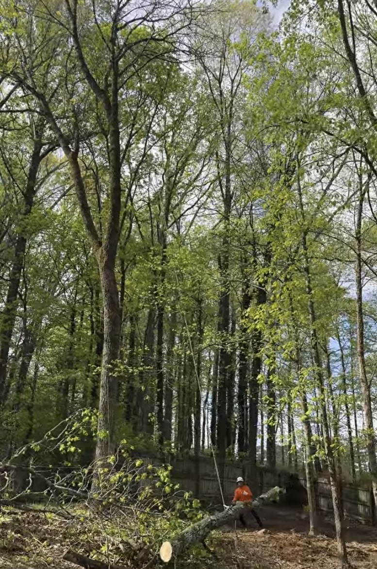 Emergency tree services in Federal Way